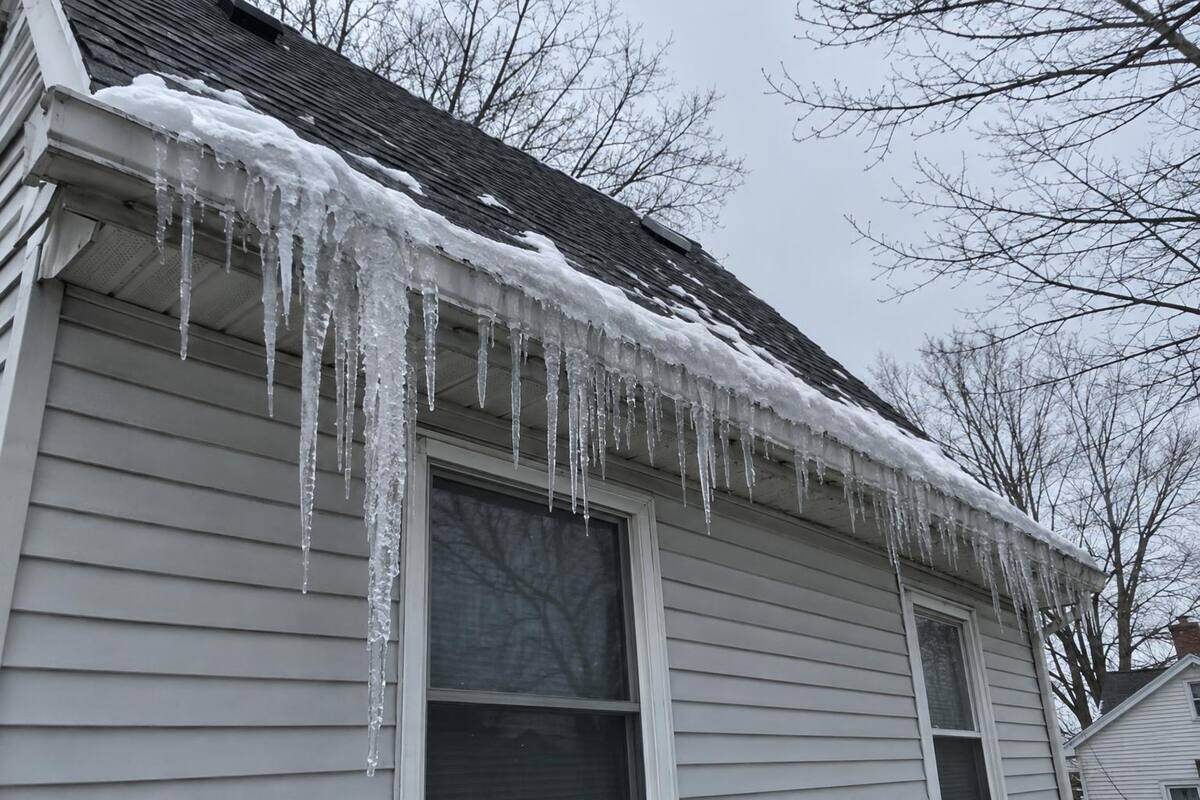Thick icicles hanging from the gutter edge of a steeply pitched asphalt shingle roof, with a ridge of ice built up along the roof edge above them